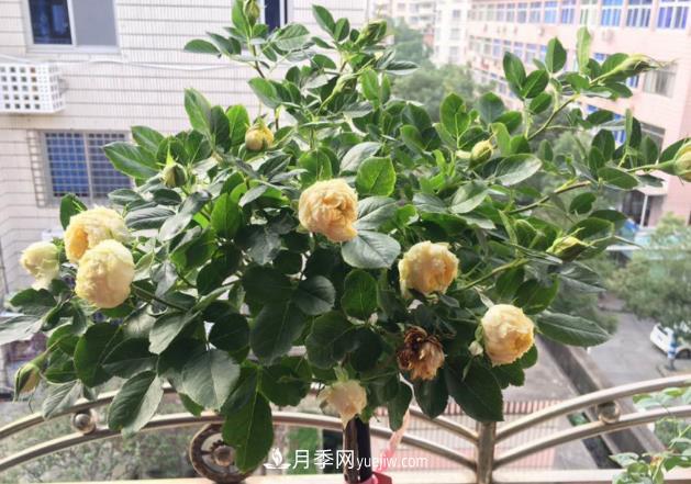 棒棒糖月季樹(shù)你見(jiàn)過(guò)沒(méi)，“口味”眾多，顏值高得過(guò)分(圖2)