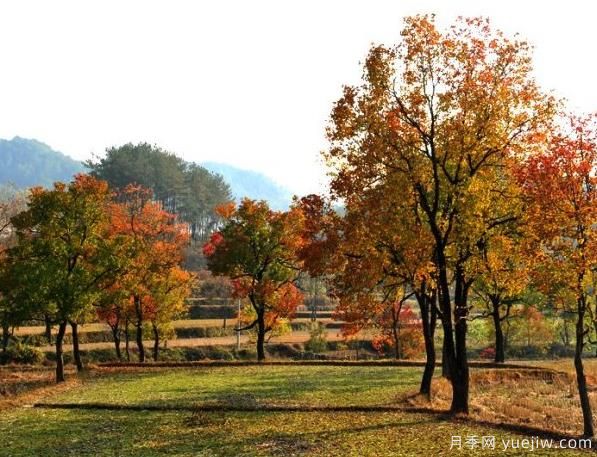 烏桕的園林應用、分布范圍、價格和前景(圖1)