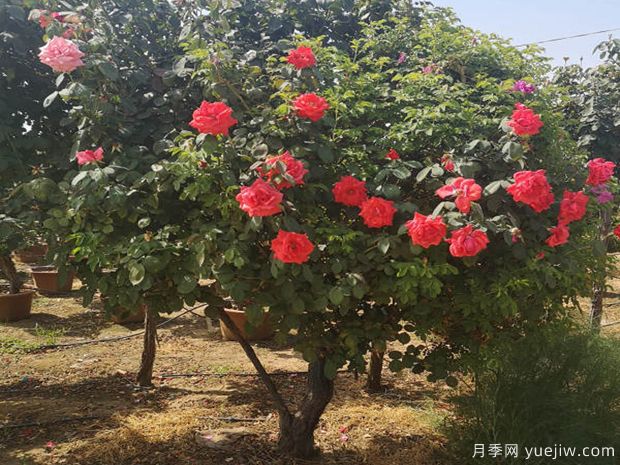 盆景樹(shù)樁難搞，如何提高他們的成活率？(圖1)