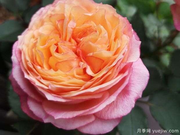 彩虹陽(yáng)臺(tái)月季，小株型大花量，多季綻放(圖2)