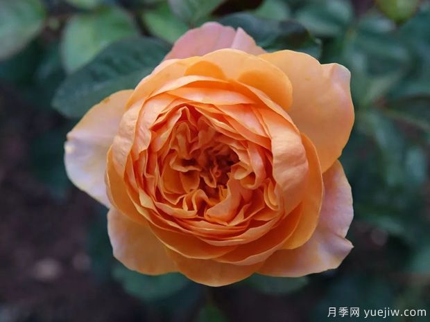 推薦7個歐月月季美麗漂亮，不怕雨淋不怕熱(圖6)
