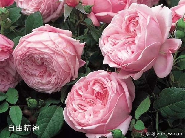 藤本月季哪個(gè)品種好？藤本月季種植小辦法(圖2)