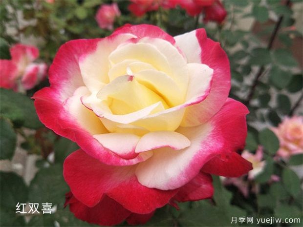 推薦8種灌木月季品種，經典驚艷花量豐富(圖3)