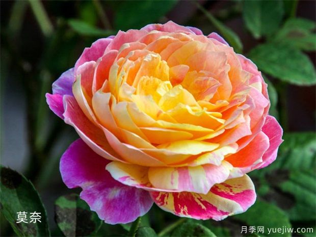 推薦8種灌木月季品種，經典驚艷花量豐富(圖5)