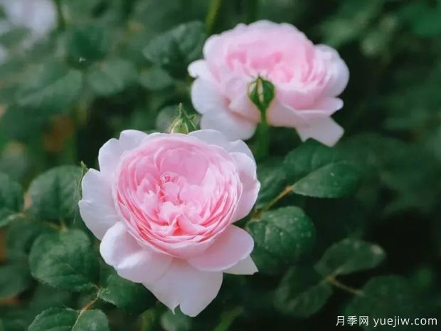 推薦8種灌木月季品種，經典驚艷花量豐富(圖6)