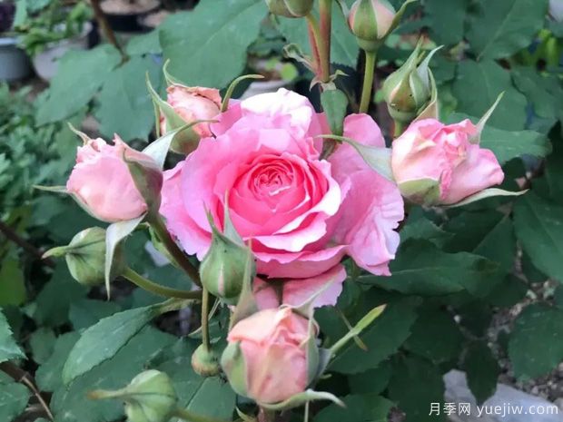 推薦8種灌木月季品種，經典驚艷花量豐富(圖7)
