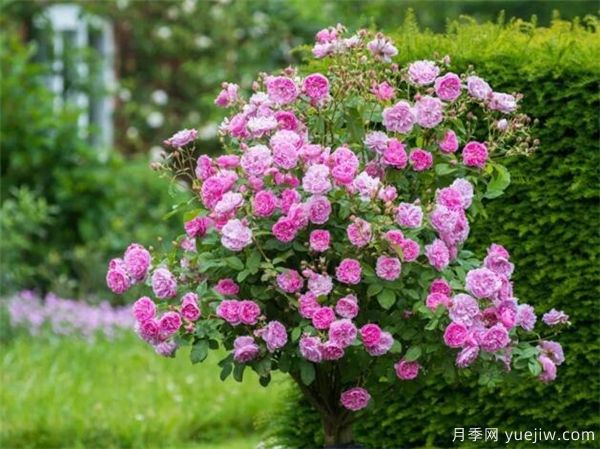 歐月樹(shù)狀月季-月季界的新寵(圖3)