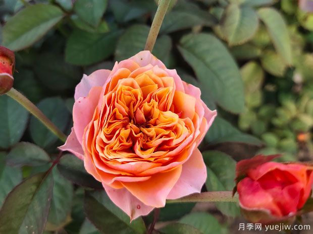 推薦10款經(jīng)典月季品種，新手花友種了不會后悔(圖6)