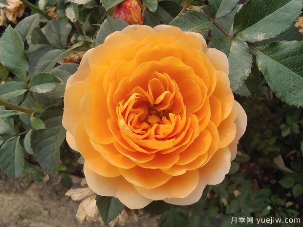 7個勤花好養(yǎng)殖的盆栽切花玫瑰，情人節(jié)讓愛更長久(圖1)