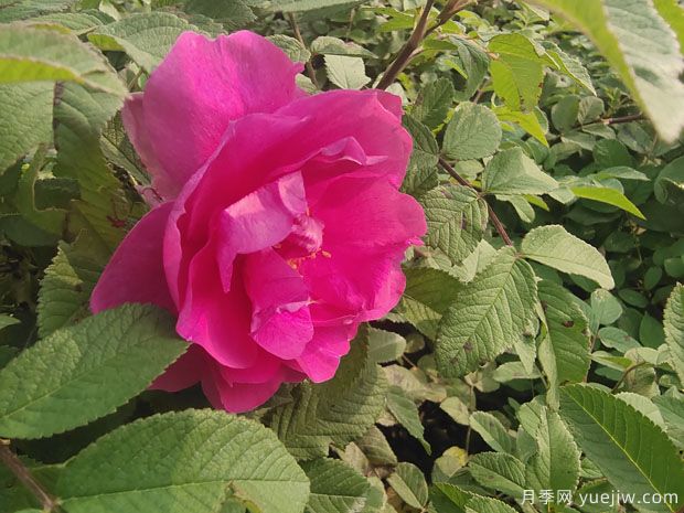 南陽四季玫瑰的養(yǎng)殖方法和注意事項(圖1)