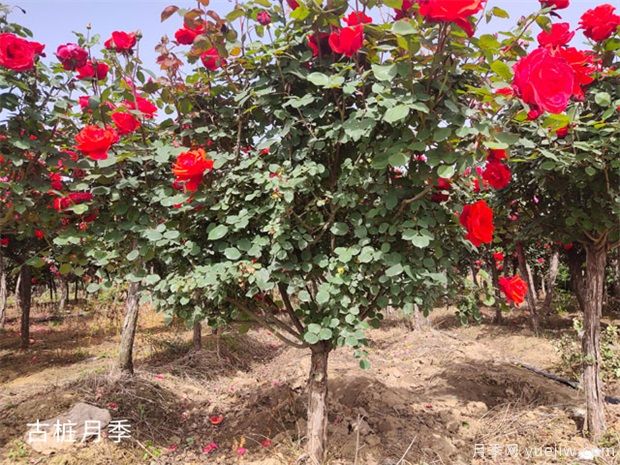 種植什么綠化樹前景好？(圖1)