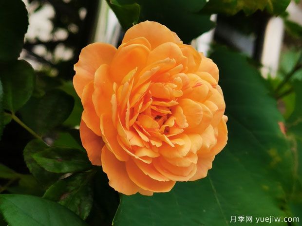 推薦11個(gè)小型藤本月季品種，2米以下適合小空間(圖3)