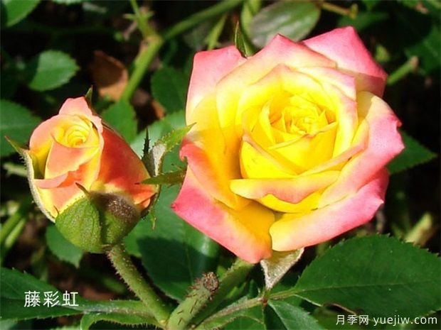 推薦11個(gè)小型藤本月季品種，2米以下適合小空間(圖5)
