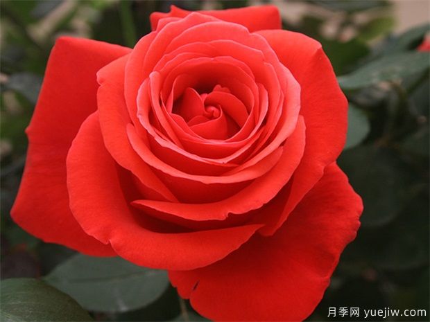 大花緋扇月季的優(yōu)缺點(diǎn)是什么？？(圖1)
