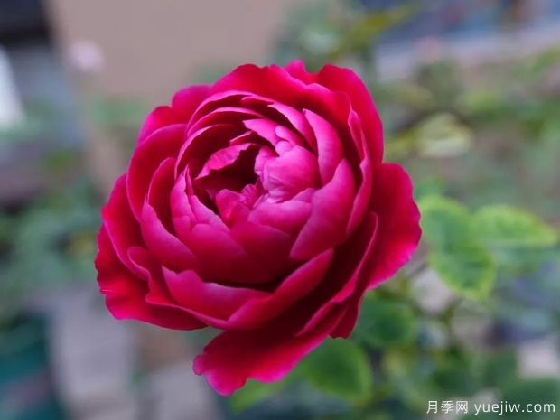 月季花有哪些種類？月季花常見的繁殖方法有哪些？(圖1)