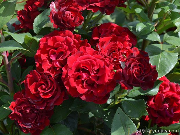 堪稱塑料花的紀(jì)念芭芭拉月季，花美還耐開(圖2)