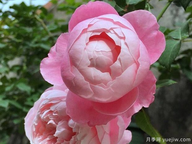 月季中的三仙女品種，顏值高又耐寒，冬天自然開(kāi)花(圖1)