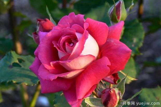推薦5種紅色月季花，紅紅火火就選這幾個(gè)品種(圖3)