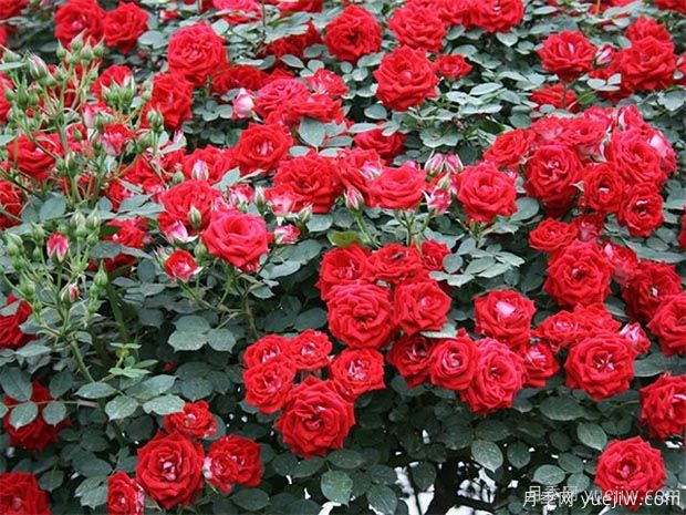 推薦5種紅色月季花，紅紅火火就選這幾個(gè)品種(圖2)