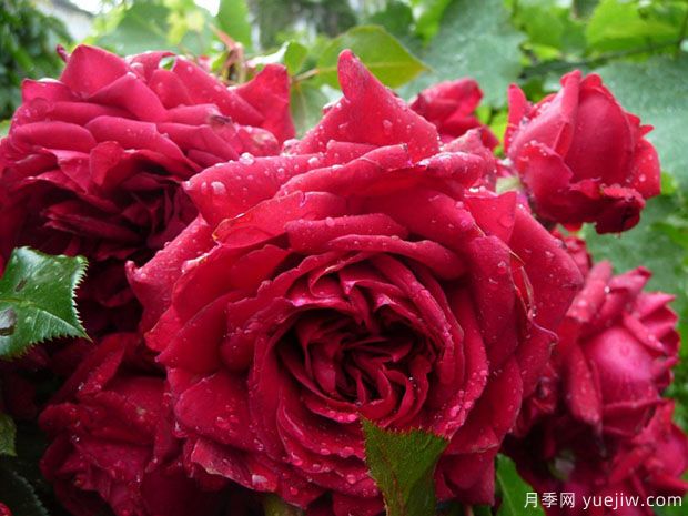 蒂娜VS紅龍VS玫瑰國(guó)度的天使，3款紅色藤本月季推薦(圖3)