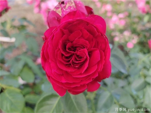 推薦公認的6款零差評的月季花，顏值高好養(yǎng)護(圖4)