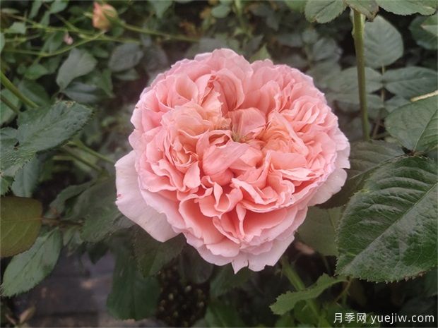 推薦公認的6款零差評的月季花，顏值高好養(yǎng)護(圖5)
