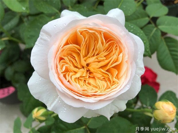推薦公認的6款零差評的月季花，顏值高好養(yǎng)護(圖6)