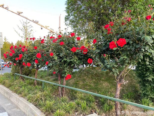 夏季養(yǎng)月季花怎么樣？(圖1)
