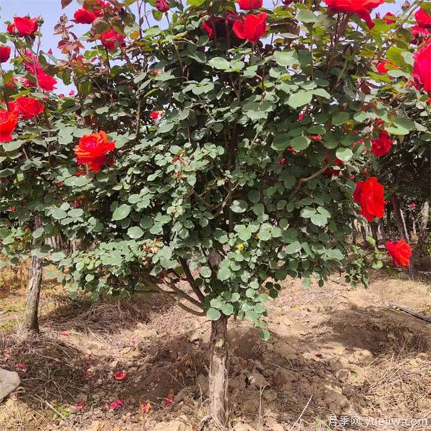 月季花該如何修剪？一定要小心仔細(圖1)