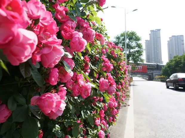 月季花開花的幾個(gè)關(guān)鍵(圖1)