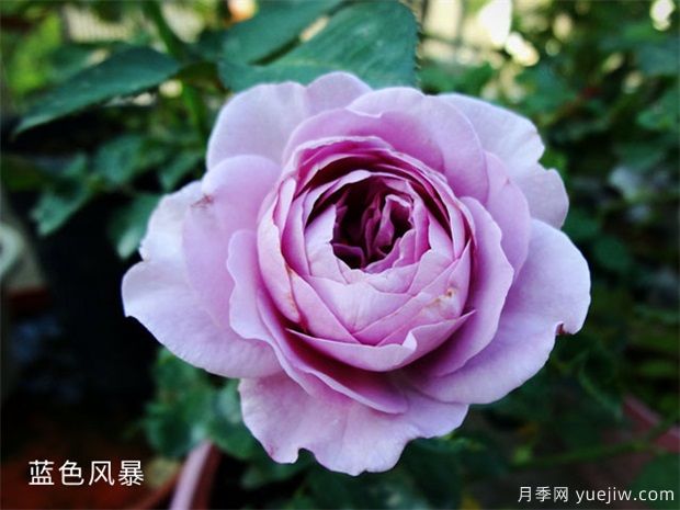 藍(lán)色風(fēng)暴月季，浪漫又好看，為什么難養(yǎng)呢？(圖1)