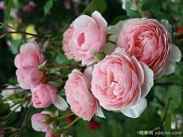 威廉莫里斯月季，靈動杏粉色，多季節(jié)開花(圖1)