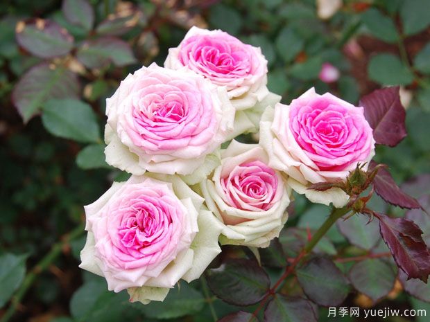 推薦8個(gè)花期超長(zhǎng)的月季，適合陽(yáng)臺(tái)種植長(zhǎng)期賞花(圖1)