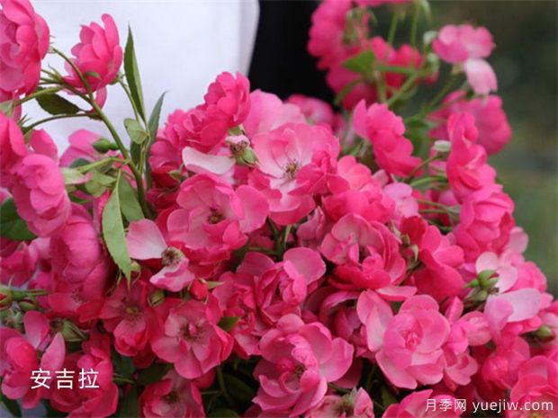 ?美麗的10種藤本月季，開花便是上百朵(圖1)