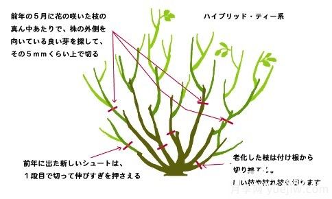如何養(yǎng)好盆栽月季，如何養(yǎng)爆花？全方位解讀(圖4)