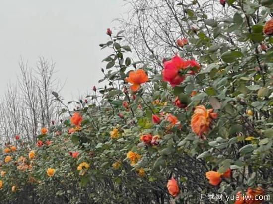 嚴(yán)冬月季花盛開，杭州高架月季實(shí)現(xiàn)超長(zhǎng)待機(jī)(圖1)