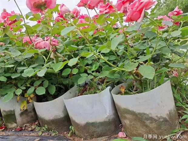 容器苗的優(yōu)勢，地栽苗轉(zhuǎn)容器苗的幾個關(guān)鍵點(圖1)