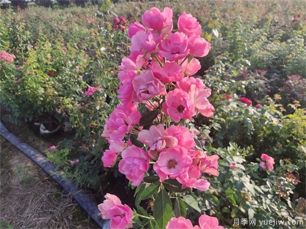 月季花有六大品系，來(lái)科普下(圖3)