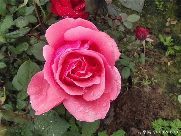薔薇、月季、玫瑰被稱作“薔薇三姐妹”，對嗎(圖1)