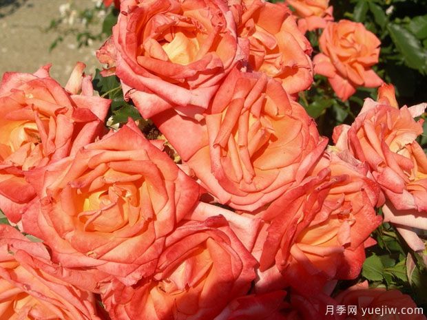 金沙玫瑰月季的優(yōu)缺點(diǎn)是什么？(圖1)