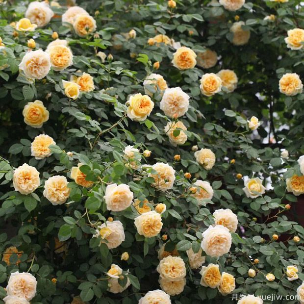 藤本月季不開(kāi)花怎么辦，藤本月季不開(kāi)花原因分析(圖1)