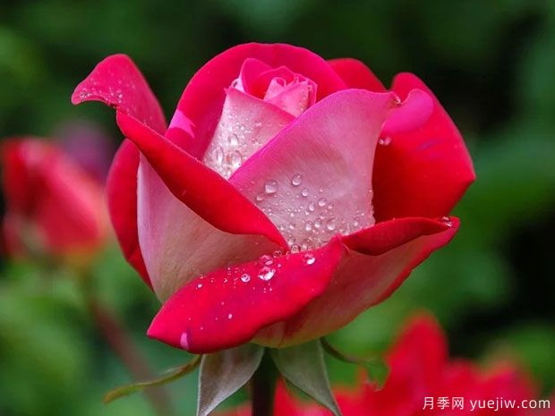 月季葉片發(fā)黃干枯怎么辦，如何準(zhǔn)確分辨進(jìn)行挽救(圖1)