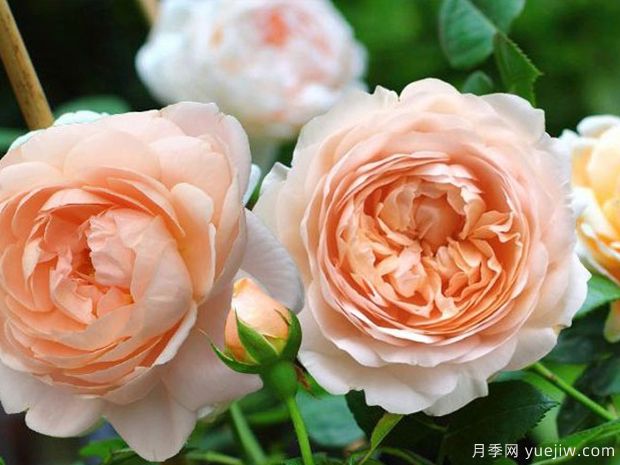 月季修剪后怎樣施肥 月季有花苞了怎么養(yǎng)護(圖1)
