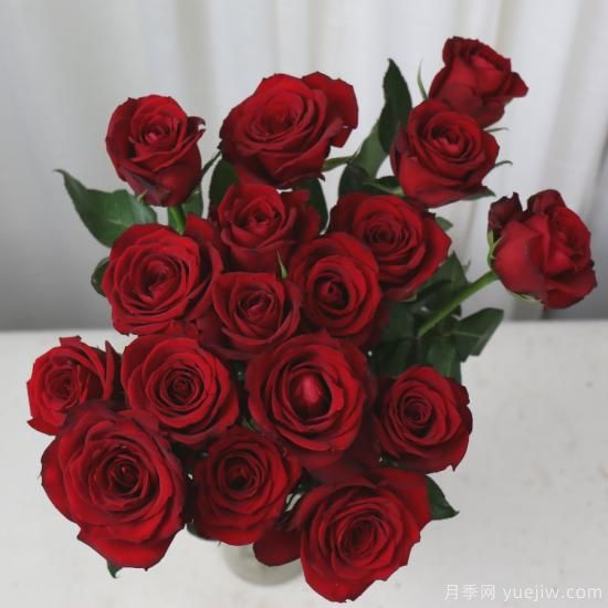 花店常備的15種紅玫瑰是什么？有什么優(yōu)缺點(diǎn)？(圖14)