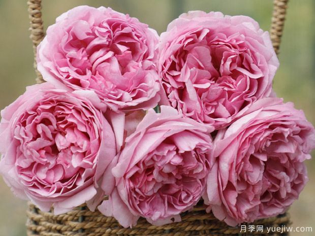 伊芙光月季的優(yōu)缺點是什么？(圖1)