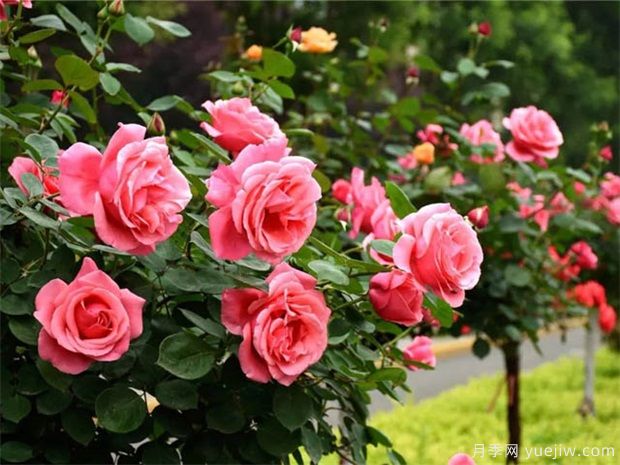 月季花的養(yǎng)殖方法和養(yǎng)護(hù)注意事項(圖1)