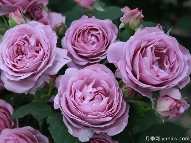 藍(lán)色陰雨?和?藍(lán)色?風(fēng)暴，哪個(gè)月季花更優(yōu)秀？(圖1)
