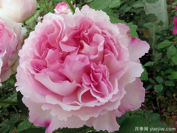 伊芙芳香催眠月季/伊芙二號(hào)月季(圖1)