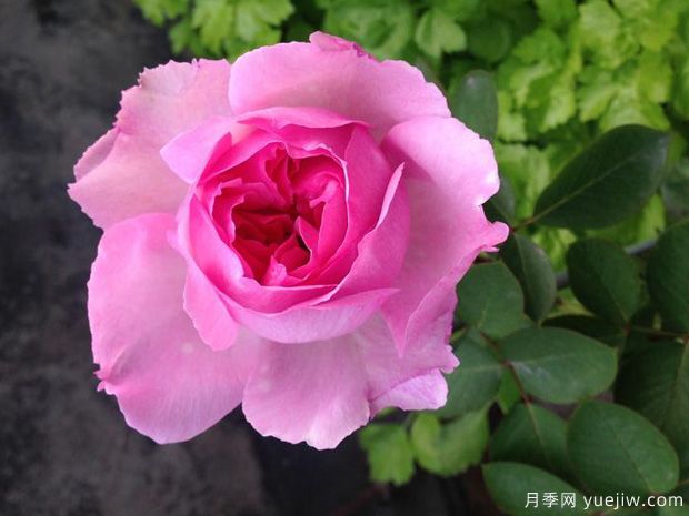 伊芙芳香催眠月季/伊芙二號(hào)月季(圖4)