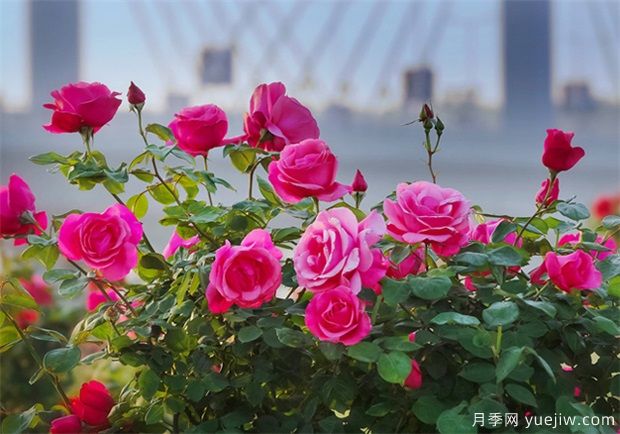 南陽(yáng)月季市花文化和景觀圖集(圖4)